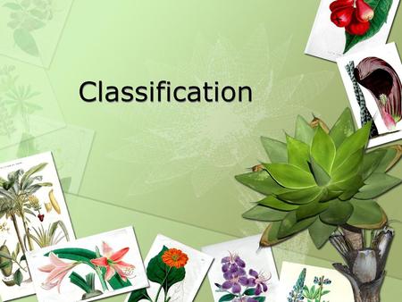 Classification.