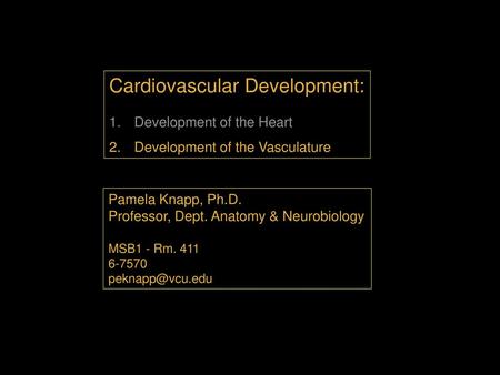 Cardiovascular Development: