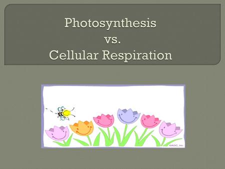 Photosynthesis vs. Cellular Respiration