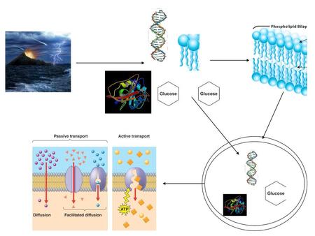 So far: evolution of biological molecules enclosed in a cell, way for nutrients to get into and out of cell while protecting cell, now- what are those.