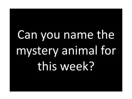 Can you name the mystery animal for this week?