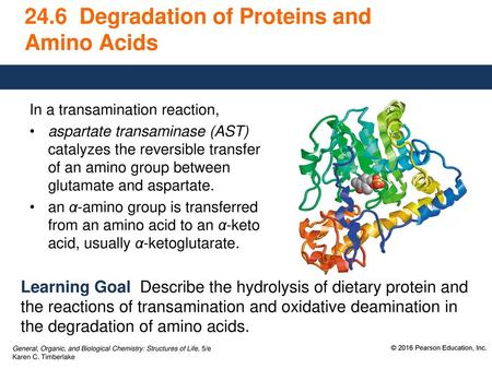 24.6 Degradation of Proteins and Amino Acids