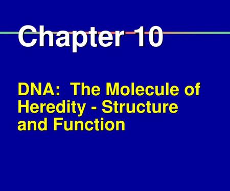 Chapter 10 DNA: The Molecule of Heredity - Structure and Function