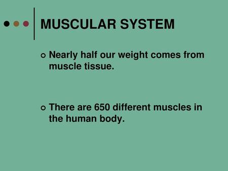 MUSCULAR SYSTEM Nearly half our weight comes from muscle tissue.