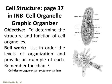 Cell Structure: page 37 in INB Cell Organelle Graphic Organizer