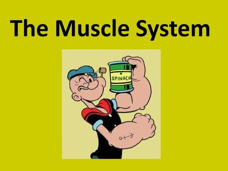 The Muscle System.