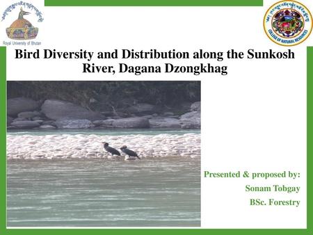 Bird Diversity and Distribution along the Sunkosh River, Dagana Dzongkhag Presented & proposed by: Sonam Tobgay BSc. Forestry.