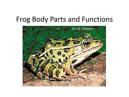 Frog Body Parts and Functions