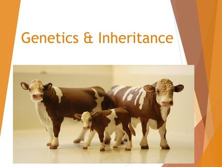 Genetics & Inheritance