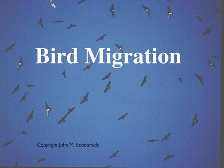 Bird Migration.