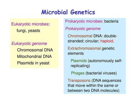 Microbial Genetics Eukaryotic microbes: 	fungi, yeasts Eukaryotic genome Chromosomal DNA Mitochondrial DNA Plasmids in yeast Prokaryotic.