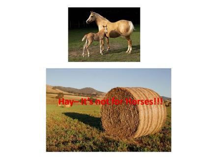 Hay– It’s not for Horses!!!