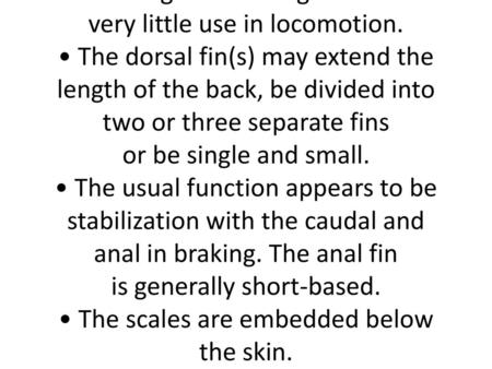 EXTERNAL FEATURES AND INTERNAL ANATOMY GENERAL EXTERNAL FEATURES • The overall structure of a fish is arranged to present a more or less streamlined shape.