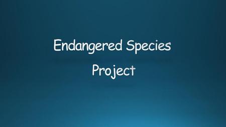 Endangered Species Project