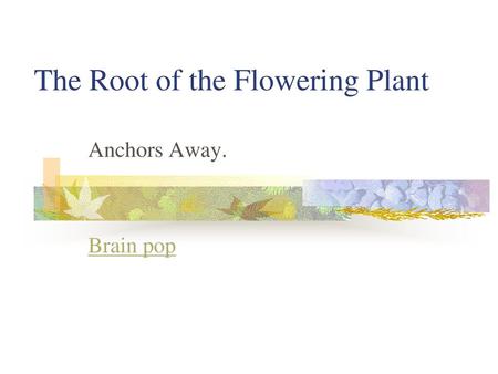 The Root of the Flowering Plant