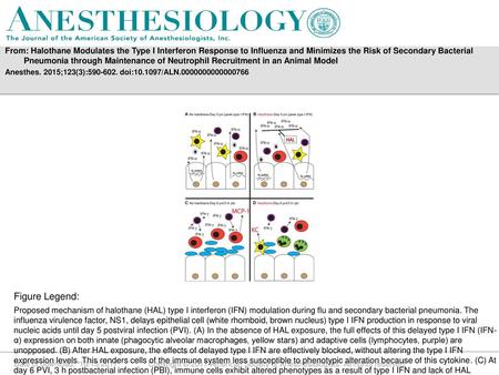 From: Halothane Modulates the Type I Interferon Response to Influenza and Minimizes the Risk of Secondary Bacterial Pneumonia through Maintenance of Neutrophil.