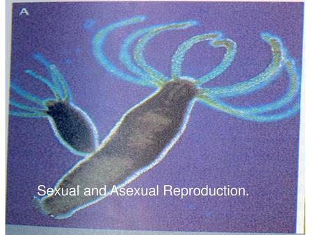 Sexual and Asexual Reproduction.