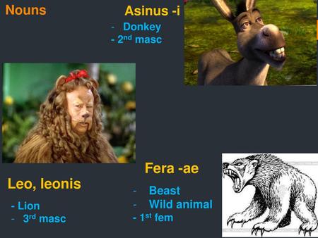 Fera -ae Leo, leonis Nouns Asinus -i Beast Wild animal Donkey