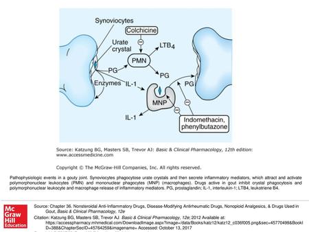 Pathophysiologic events in a gouty joint