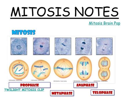 MITOSIS NOTES Mitosis Brain Pop TWILIGHT MITOSIS CLIP.