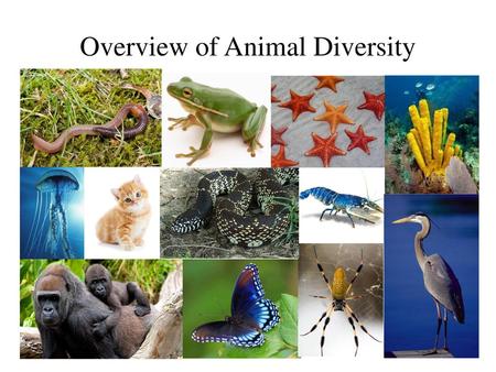 Overview of Animal Diversity