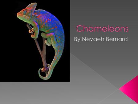 Chameleons By Nevaeh Bernard.