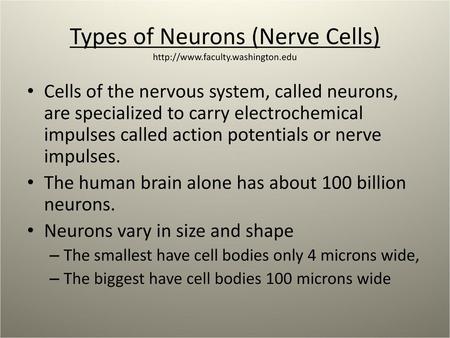 Types of Neurons (Nerve Cells)