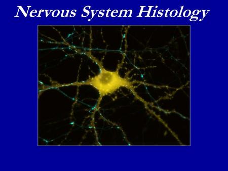 Nervous System Histology