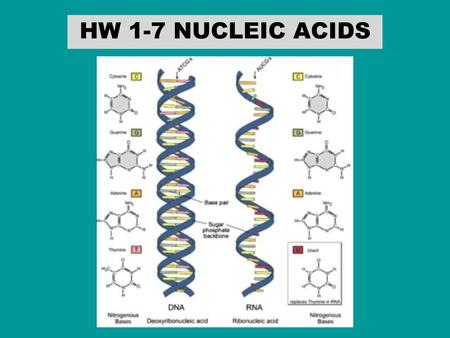 HW 1-7 NUCLEIC ACIDS.