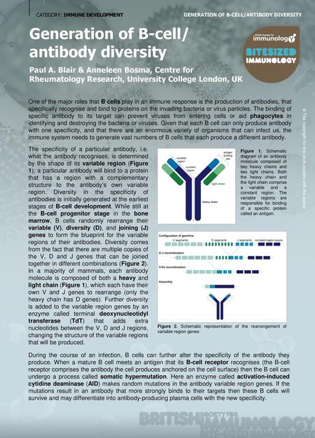 Generation of B-cell/ antibody diversity