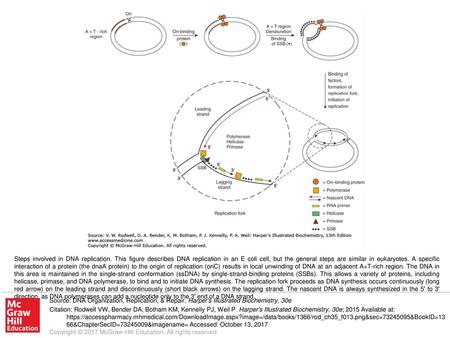 Steps involved in DNA replication