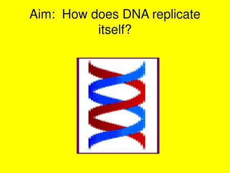 Aim: How does DNA replicate itself?