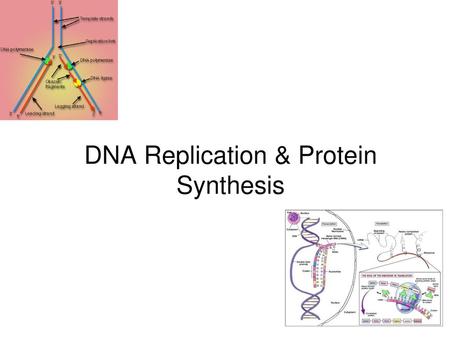 DNA Replication & Protein Synthesis