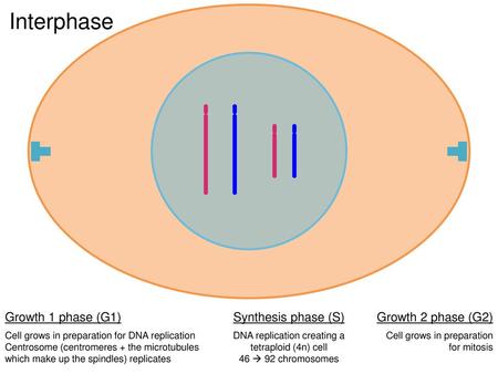 DNA replication creating a tetraploid (4n) cell