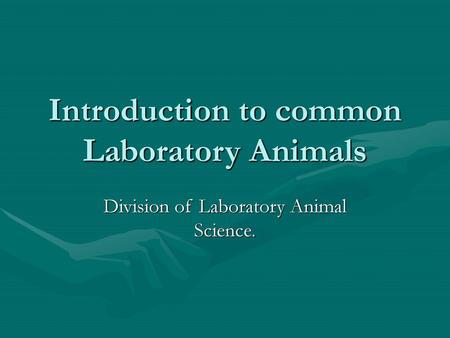 Introduction to common Laboratory Animals