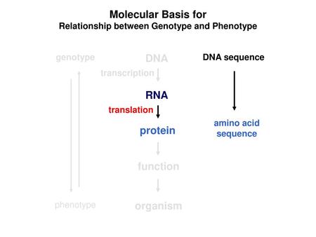 Relationship between Genotype and Phenotype