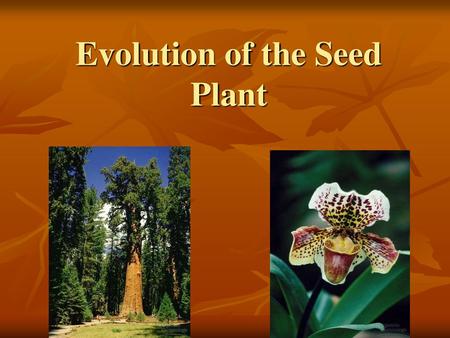 Evolution of the Seed Plant