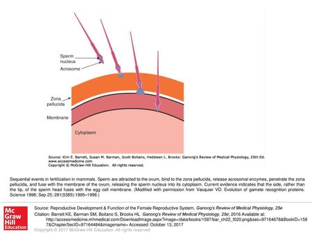 Sequential events in fertilization in mammals