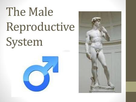 The Male Reproductive System