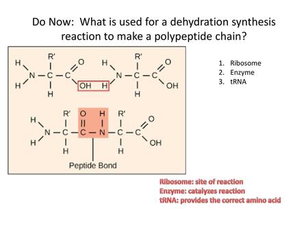 Ribosome Enzyme tRNA Ribosome: site of reaction