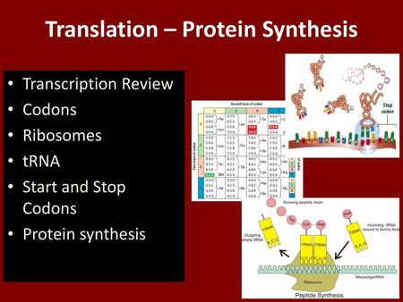 Translation – Protein Synthesis