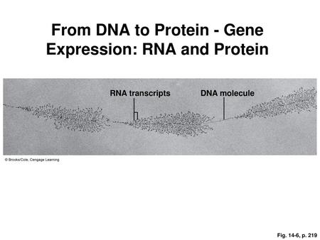 From DNA to Protein - Gene Expression: RNA and Protein