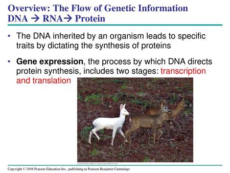 Overview: The Flow of Genetic Information DNA  RNA Protein