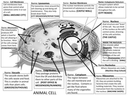 ANIMAL CELL Name: Lysosomes (CITY ROADS) (WALL AROUND CITY)