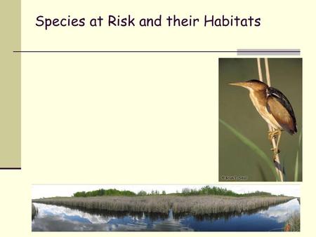 Species at Risk and their Habitats