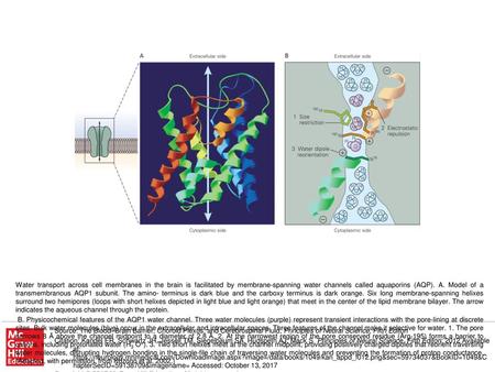 B. Physicochemical features of the AQP1 water channel