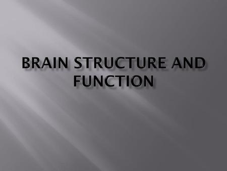 Brain Structure and Function