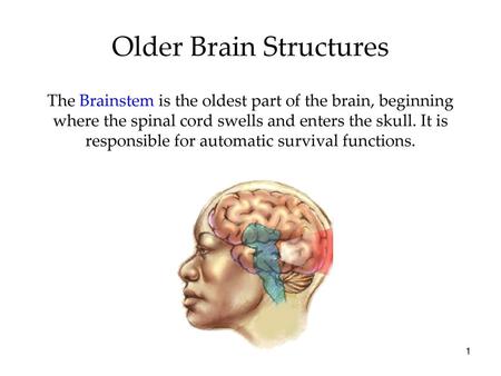 Older Brain Structures