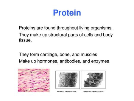 Protein Proteins are found throughout living organisms.