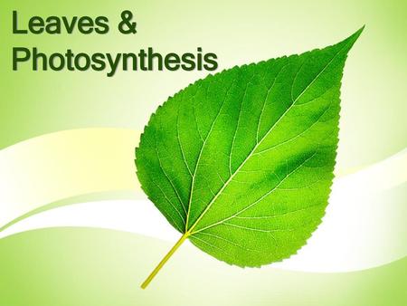 Leaves & Photosynthesis